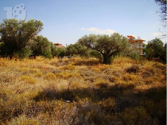Οικόπεδο σε όμορφη περιοχή κοντά στην Αθήνα